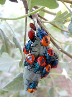 Euthyrhynchus floridanus - Nymphs by Juan Carlos Fonseca Mata. Used under a CC BY-SA 4.0 license.