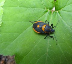 Euthyrhynchus floridanus 3 by Brennan Peabody. Used under a CC BY 2.0 license.