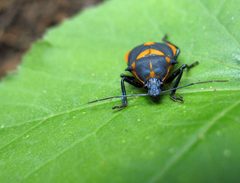 Euthyrhynchus floridanus 4 by Brennan Peabody. Used under a CC BY 2.0 license.