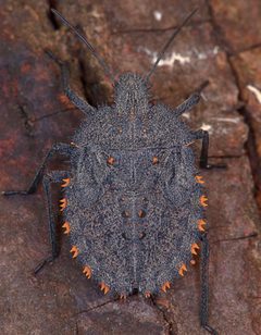 Perillusbioculatus4 by Ioan Alexandru Rădac and Maximilian Teodorescu. Used under a CC BY 4.0 license.