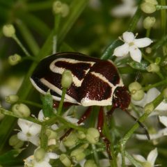 140134253 Perillus circumcinctus by Reiner Jakubowski. Used under a CC BY-SA 4.0 license.