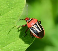 Perillus exaptus by Bernie Paquette. Used under a CC BY 4.0 license.