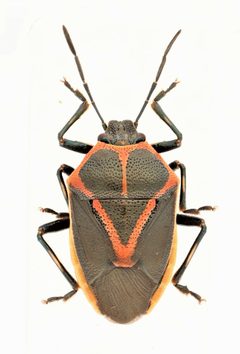 Perillus strigipes 301585216 by Nick Bédard. Used under a CC0 license.