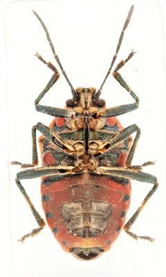 Perillus strigipes 301585232 by Nick Bédard. Used under a CC0 license.