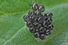 Eggs podisus maculiventris by Rsbernard. Used under a CC BY-SA 4.0 license.
