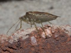 Podisus maculiventris P1300309b by 
xpda. Used under a CC BY-SA 4.0 license.