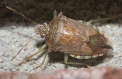 Podisus maculiventris P1300310a by 
xpda. Used under a CC BY-SA 4.0 license.