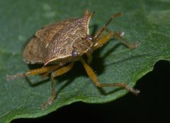 Podisus maculiventris P1300453a by 
xpda. Used under a CC BY-SA 4.0 license.