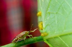 Spined soldier bug by wikipedia. Used under a Public domain license.