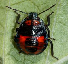 Podisus sagitta 246889385 by Andrew Meeds. Used under a CC BY 4.0 license.