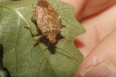 Podisus sagitta 61596300 by Juan Cruzado Cortés. Used under a CC BY-SA 4.0 license.