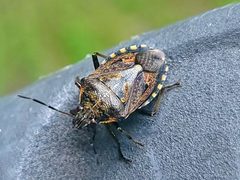 Podisus serieventris by Renato R.. Used under a CC BY 4.0 license.