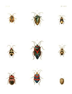 Illustrations of Exotic Entomology III 46 by Plates: Dru Drury (1725–1803). Text: John Obadiah Westwood (1805–1893). Used under a Public domain license.