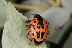 Stiretrus anchorago 25079259 by Judy Gallagher. Used under a CC BY 4.0 license.