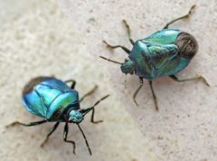 Zicrona caerulea01 by wikipedia. Used under a Attribution license.