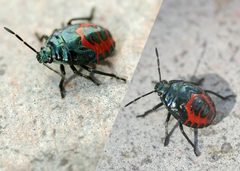 Zicrona caerulea02 by wikipedia. Used under a Attribution license.