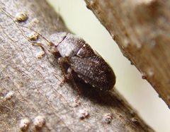 Lineostethus tenebricornis cropped by Gordon C. Snelling. Used under a CC BY 4.0 license.