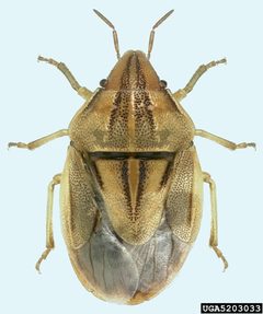 Aelia americana01 by Natasha Wright, Cook's Pest Control, Bugwood.org. Used under a CC BY 3.0 us license.
