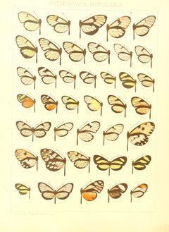 Macrolepidoptera15seit 0089 by Adalbert Seitz
. Used under a Public domain license.