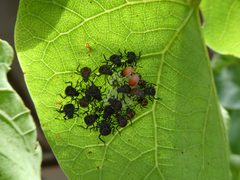 Halyomorpha halys nymphs 03 by Syrio. Used under a CC BY-SA 4.0 license.