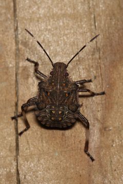 Marmorierte Baumwanze Halyomorpha halys 1 by Holger Krisp. Used under a CC BY 4.0 license.