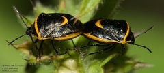 Cosmopepla decorata 183906838 by John Rosford. Used under a CC BY 4.0 license.