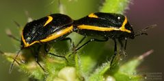 Cosmopepla decorata 183906842 by John Rosford. Used under a CC BY 4.0 license.