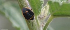 Cosmopepla decorata 3696925 by José Belem Hernández Díaz. Used under a CC BY 4.0 license.