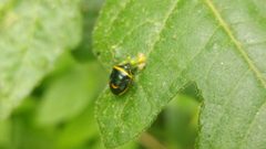 Cosmopepla decorata 37487348 by Liliana Ramírez-Freire. Used under a CC BY 4.0 license.