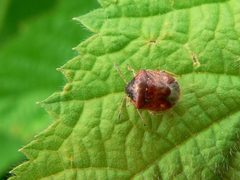 Cosmopepla intergressa by J Straka. Used under a CC BY 4.0 license.