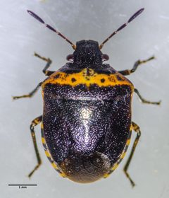 Cosmopepla uhleri by Don Loarie. Used under a CC BY 4.0 license.