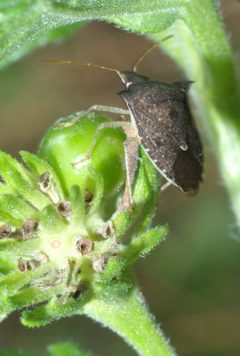 Euschistus tristigmus tristigmus P1250982a by 
xpda. Used under a CC BY-SA 4.0 license.