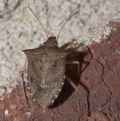 Euschistus tristigmus tristigmus P1290123b by 
xpda. Used under a CC BY-SA 4.0 license.