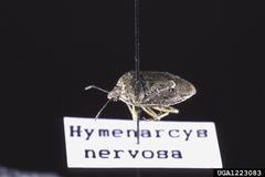 Hymenarcys nervosa01 by Louis Tedders, USDA Agricultural Research Service, Bugwood.org. Used under a CC BY 3.0 license.