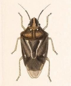 Biologia Centrali-Americana - Mormidea pictiventris by Bale &amp; Danielsson; Bannwarth, Th.; Cambridge Scientific Instrument Company; Godman, Frederick Du Cane; Hanhart; Horman-Fisher, Maud; Knight, H.; Mintern Bros.; Purkiss, W.; Salvin, Osbert; Saunders, G. S.; Schlereth, M. v.; Sharp, M. A.; Taylor &amp; Francis; Wilson, Edwin. Used under a Public domain license.