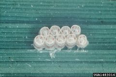 Oebalus insularis01 by Alberto Pantoja, USDA Agricultural Research Service, Bugwood.org. Used under a CC BY 3.0 license.