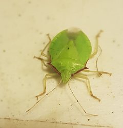 63943112 Chlorocoris distinctus by Eugenio Padilla. Used under a CC BY-SA 4.0 license.