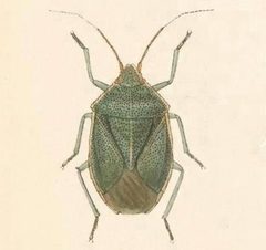 Biologia Centrali-Americana - Chlorocoris hebetatus by Bale &amp; Danielsson; Bannwarth, Th.; Cambridge Scientific Instrument Company; Godman, Frederick Du Cane; Hanhart; Horman-Fisher, Maud; Knight, H.; Mintern Bros.; Purkiss, W.; Salvin, Osbert; Saunders, G. S.; Schlereth, M. v.; Sharp, M. A.; Taylor &amp; Francis; Wilson, Edwin. Used under a Public domain license.