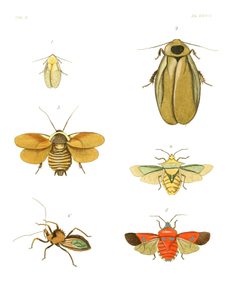 Illustrations of Exotic Entomology II 36 by Plates: Dru Drury (1725–1803). Text: John Obadiah Westwood (1805–1893). Used under a Public domain license.