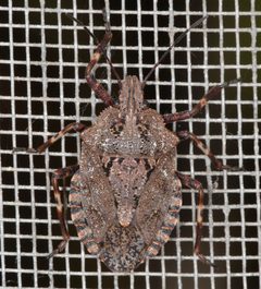 Brochymena affinis 104496 by Don Loarie. Used under a CC BY 4.0 license.