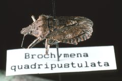Brochymena quadripustulata01 by Louis Tedders, USDA Agricultural Research Service, Bugwood.org. Used under a CC BY 3.0 license.