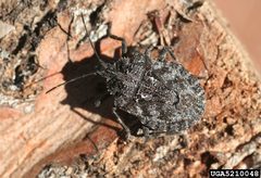 Brochymena sulcata01 by Whitney Cranshaw, Colorado State University, Bugwood.org. Used under a CC BY 3.0 license.