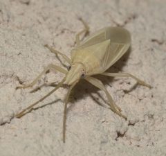 Mecidea major P1090514a by 
xpda. Used under a CC BY-SA 4.0 license.