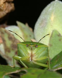 Acrosternum hilare 1366042 by Susan Ellis,. Used under a CC BY 3.0 us license.