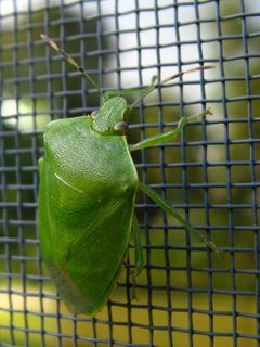 Acrosternum hilare 5175036 by Kevin D. Arvin,. Used under a CC BY 3.0 us license.
