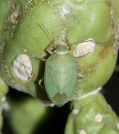 175673577 Chlorochroa opuntiae by Andrew Meeds. Used under a CC BY 4.0 license.