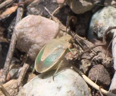 Chlorochroa viridicata - inat 56899855 by {{{name}}}. Used under a CC BY-SA 4.0 license.