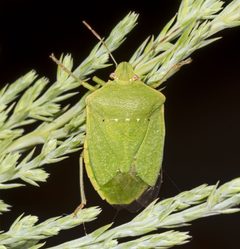 Nezara viridula MHNT verte by 
Didier Descouens. Used under a CC BY-SA 3.0 license.