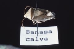 Banasa calva01 by Louis Tedders, USDA Agricultural Research Service, Bugwood.org. Used under a CC BY 3.0 license.