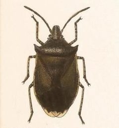 Biologia Centrali-Americana - Padaeus trivittatus by Bale &amp; Danielsson; Bannwarth, Th.; Cambridge Scientific Instrument Company; Godman, Frederick Du Cane; Hanhart; Horman-Fisher, Maud; Knight, H.; Mintern Bros.; Purkiss, W.; Salvin, Osbert; Saunders, G. S.; Schlereth, M. v.; Sharp, M. A.; Taylor &amp; Francis; Wilson, Edwin. Used under a Public domain license.